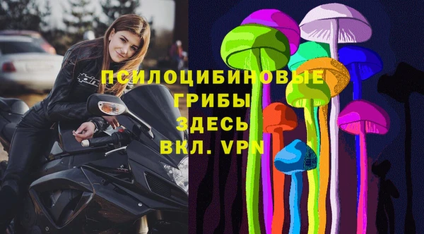 хмурый Аркадак